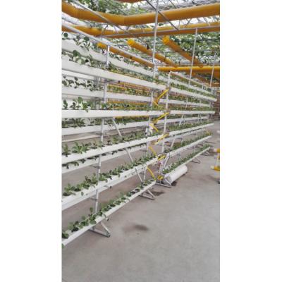 China NFT DFT Jardim Sistema de torre de cultivo hidropônico vertical Agricultura à venda