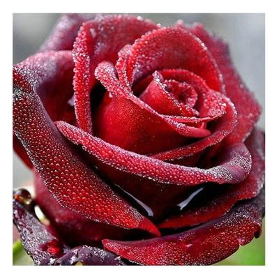 China ROMAN Ever Moment Diamond Painting Rose Flower Full Square Resin Colorful Red DIY Drill Embroidery Home Living Room Decoration 3F2369 for sale