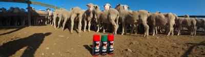 China 500ml Plyfit Sheep Marking Paint Eco Friendly Color Tail Animal Marking Spray Paint Te koop