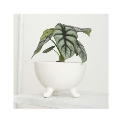 China Wholesale cheap good quality minimalist indoor decorative planter/bulk ceramic flower pots for wedding for sale