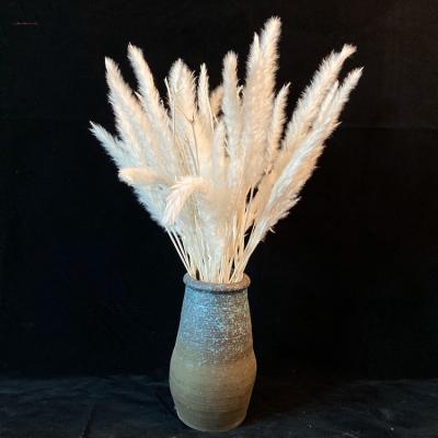 China Wholesale 15pcs/bag Natural Touch Cheap Dried Flowers Dried Grass Rose Pampas Grass White Reed Flower For Wedding Party Decorative Decoration for sale