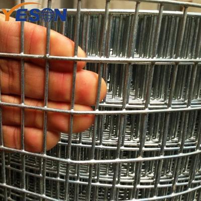 China Corrosion Resistance Lowest Price Bird Cage Welded Wire Mesh Roll Bird Cage Wire Mesh Panels Suppliers for sale