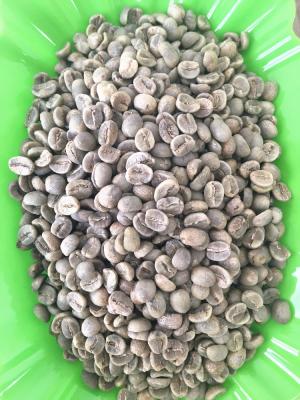 China Yunnan GAA-DH high mountain arabica coffee bean for sale