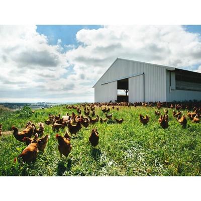 China Storage Building Prefab Steel Structure Poultry Farm Construction Shed House For Layer And Broiler Birds Factory Price for sale