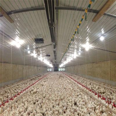 China Poultry Poultry House Steel Structure Chicken Farm House Customized Building for sale