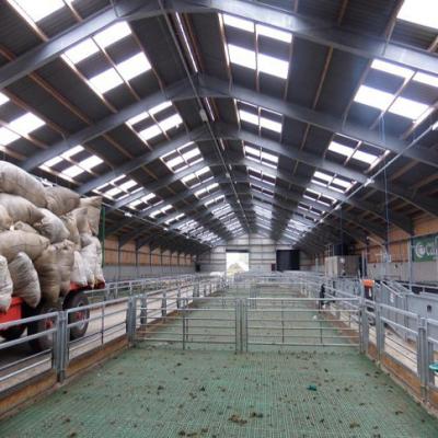 China Poultry China Supplier Automation Cow Shed Steel Structural Design Cow Barn Livestock Shed for sale