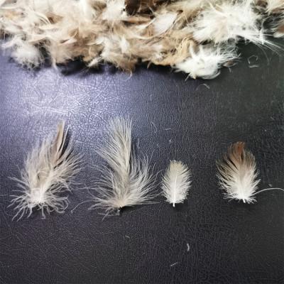 China Eco-friendly China polyester pillow filling material feather pillow insert duck feather pillow 2-4cm Grey Duck Feather for sale