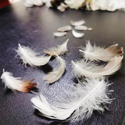 China Eco-friendly Clean 500 2-4cm Gray Goose Feather Treated With Duck/Goose Feather Cloth Cleaning Machine for sale