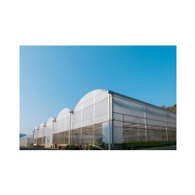 China Stable Structure Easily Assembled High Quality Hydroponic Seedling System Multi-span Film Greenhouse PO Belt Turnkey Project for sale