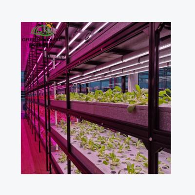 China food & Beverage Shops Indoor Hydroponics Systems Vertical Grow Nft Channel Microgreen System Hydroponics System Kit for sale