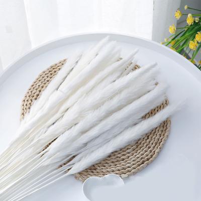 China Commercial Wholesale Home Decoration Flowers Dried Fluffy Natural Dried Pampas Grass Large for sale