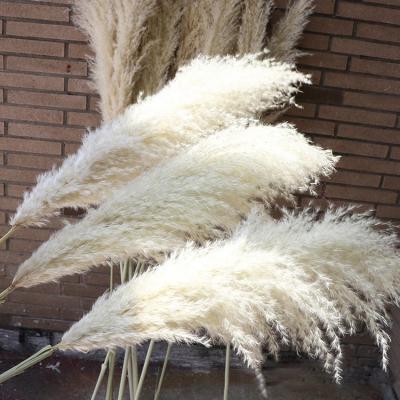 China Wholesale High Quality Romantic Fashion White Natural Dry Pampas Grass Home Decoration for sale