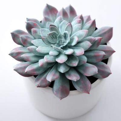 China New plastic simulation succulent plants gem lotus plant home decoration set ornaments for sale