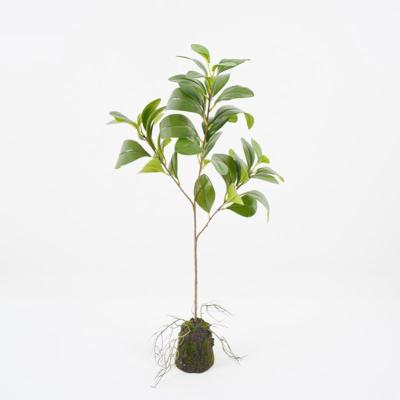 China Contemporary Artificial Trees Ficus Doubanensis Potted Fake Foam 28*21*70cm Leaf In PP Pot Bonsai Plants For Indoor Decorations for sale