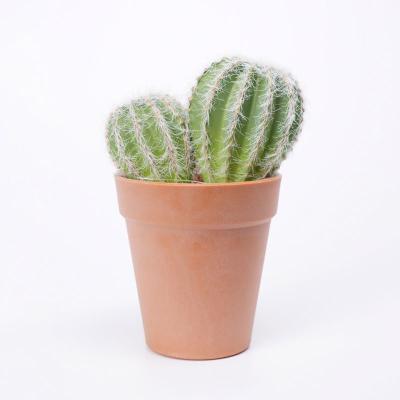 China Rustic Artificial Cactus Plastic Fake Plant Natural Looking Fake Spines 11*9.5*16cm Soft Cactus In PP Pot for sale