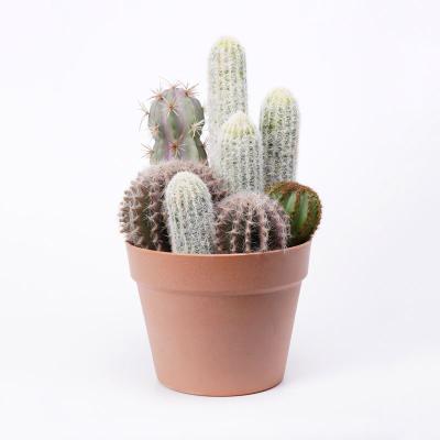 China 19*18.5*33.5cm Fake Rustic Artificial Cactus Plant Bonsai Natural Looking Plastic Cactus In PP Pot for sale