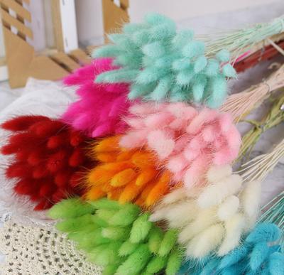 China Wholesale Colorful Bunny Tail Grass Dried Flowers Bouquets Party Wedding Home Decoration for sale