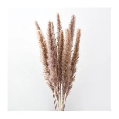 China Real Fake Dried By High Quality Artificial Dried Tubular Flower Dried Flower Plants Pampas For Home Decor Artificial Pampas Grass Flower for sale