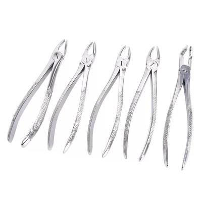 China Metal Adult Dental Forceps Instruments Dental Extraction Forceps for sale