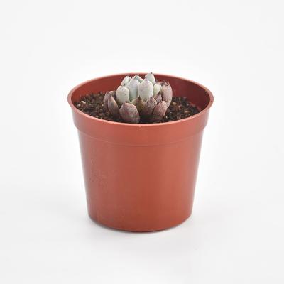 China CLASSIC Nursery Pots Around Colorful Garden Plant Flower Nursery Small Succulent Pots For Nursery for sale