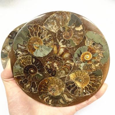 China Europe 100% Natural Ammonite Slice Fossil Dish for Clock Making Home Decoration for sale