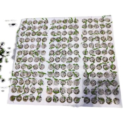 China Agriculture Hydroponics Vegetable Nursery Greenhouse Cultilene Plant Rockwool Hydroponics for sale