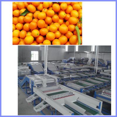 China Peach grading machine, citrus sorting machine , orange sorting machine for sale