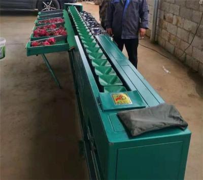 China dragon fruit sorting machine, pitaya grading machine, pomegranate sorter for sale