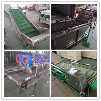 China cherry washing drying grading machine, cherry sorting machine, cherry grader sorter for sale