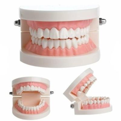 China SJ Dental Typodont Teeth Model High Quality Demonstration Denture Frasaco Dental Study Model For Tooth for sale