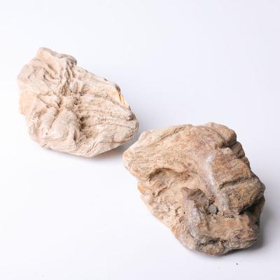 China Wholesale High Quality Fossil Wood From Europe Jiejing Crystal Rough Set For Gift for sale