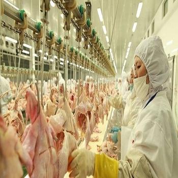 China Save Cost 1000pcs Chicken Slaughtering Assembly Compact Slaughter Line for sale