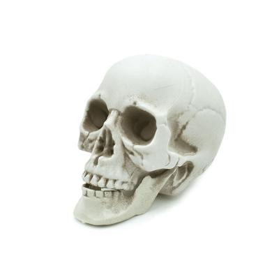 China Artificial Wholesale Plastic Human Skeleton Skull Head 4# Plastic Skull Head for sale