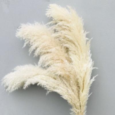 China Wholesale best selling durable natural fluffy pampas grass for wedding decoration for sale