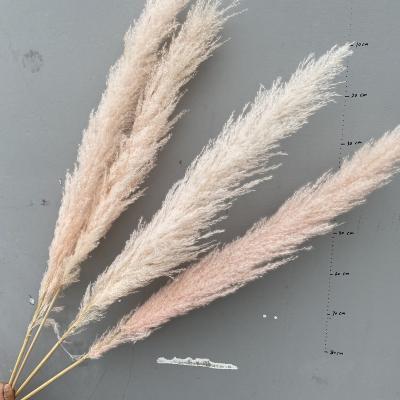 China Wholesale Cheapest Long Stem Reed Fluffy Pampas Grass For Decorative Flower For Valentine's Day for sale