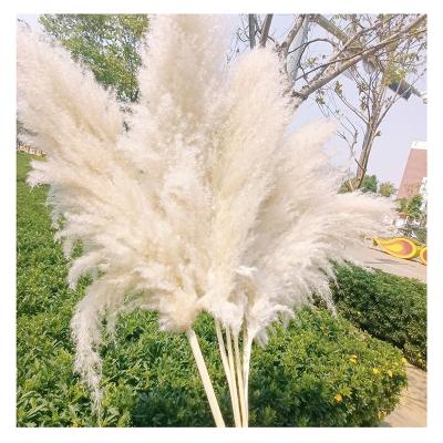 China Natural Touch Amazon Success Decoration Dried Flowers Natural White Fluffy Tall Pampas Grass For Wedding Decoration for sale