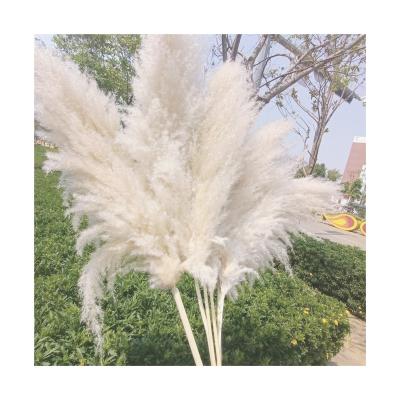 China Touch Natural Manufacturers Cheapest Natural Decoration Wholesale Wedding Flower Dried Fluffy Pampas Grass for sale