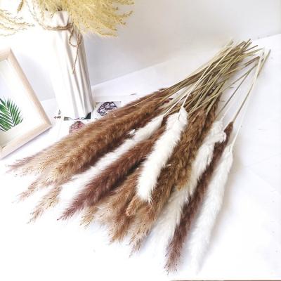 China Events Decoration Amazon Hot Sale Pampas Grass Small Dry Pampas Reed For Wedding Decoration for sale