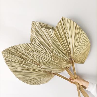 China Wholesale Natural Arbitrary Shape Palm Touch Natural Color Dried Palm Leaves For Home Decoration for sale