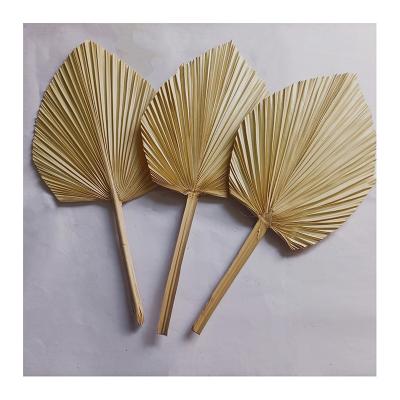 China Best Selling Natural Touch Wedding Decoration Dried Flower Dried Fan Palm Leaf for sale