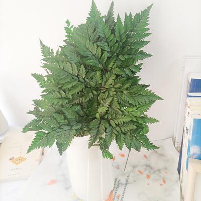 China 2021 Hot Selling Amazon Preserved Decorative Leaves Event Decoration Fern Leaves For Interior Decoration Alpine for sale