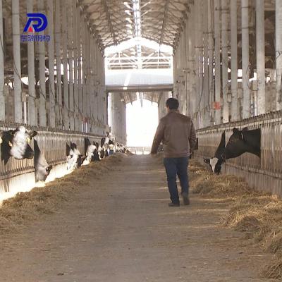 China Cow Farm Building Prefab Steel Structure Fabricated Cattle / Chicken Farm / Cow Building for sale