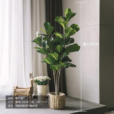 China Minimalist 4FT or 1.2M tall ficus pandurata olive Fern Yucca palm banana maple foxtail Ravenala olive EUCALYPTUS old potted evergeen trees for sale