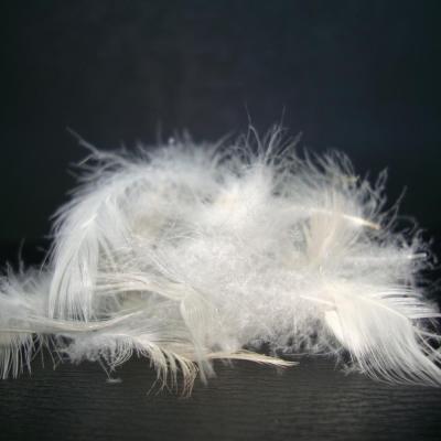 China Duck Feather Washed Pure White Duck Feather And Down 95 Sofa Cushion Pillow Filling Materials for sale