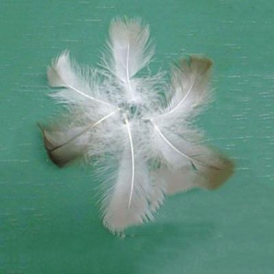 China Gray Duck Feather For Sale gently washed by 2-8cm for sale