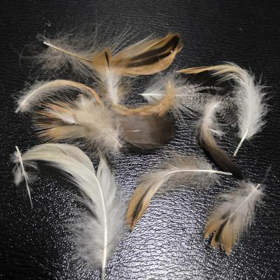 China Duck Feather Wholesale Washed Gray Duck Feather Good Filling Materials for Comforter Sofa Pillows Cushion for sale