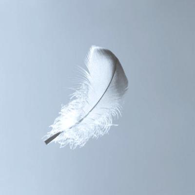 China White Goose Feather Goose Feather 2-4cm For Sale Cushion Pillow Filling Material Cheaper Price for sale