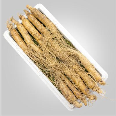 China 718 Fresh Ginseng 500g Fresh Ginseng Wine Pruning for sale