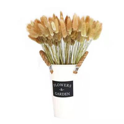 China Wholesale decorative flowers flower bouquet dry dry bunny tails bunny tails grass dry lagurus ovatus 60 for sale