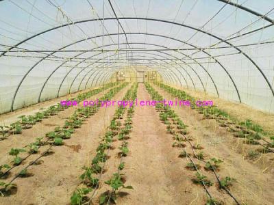 China 1.67g/m Industrial Split Film Poly Baler Twine Raw White Color For Tomato Tree for sale